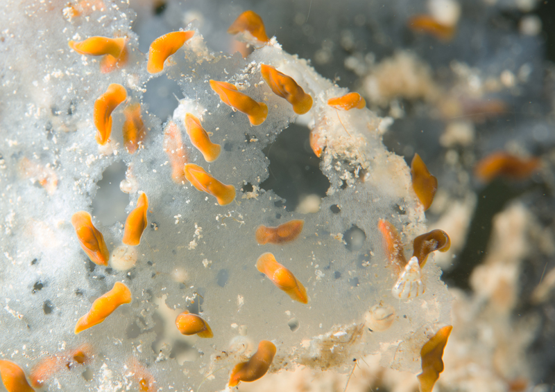 Convoluta convoluta - Worms (from various groups)