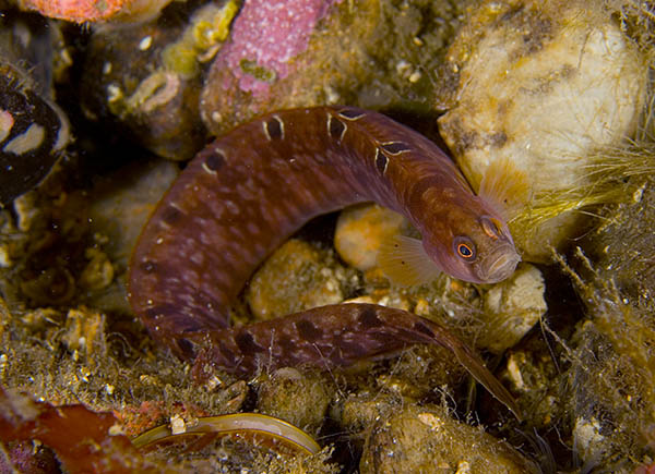 Pholis gunnellus - Fishes – bony and cartilagous (Pisces)
