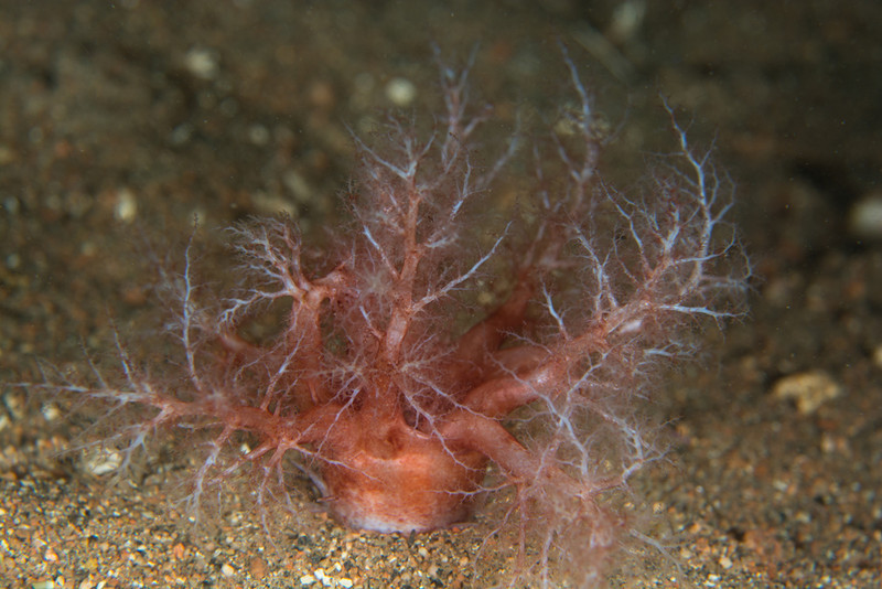 Thyonidium drummondii - Sea Cucumbers (Echinodermata)