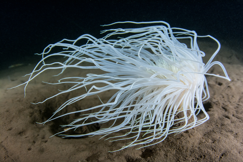 Pachycerianthus multiplicatus - Anemones (Anthozoa)