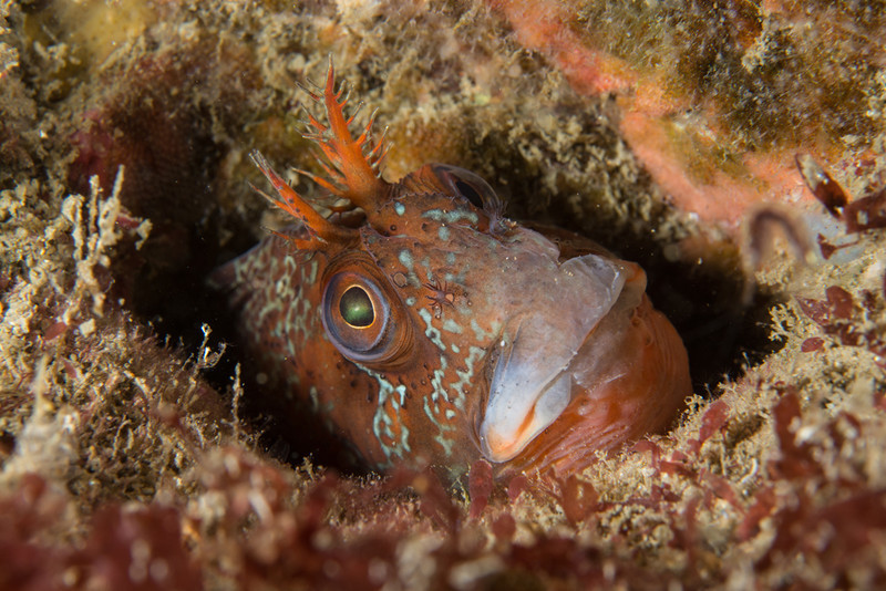 Parablennius gattorugine - Fishes – bony and cartilagous (Pisces)