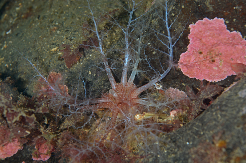 Thyonidium drummondii - Sea Cucumbers (Echinodermata)