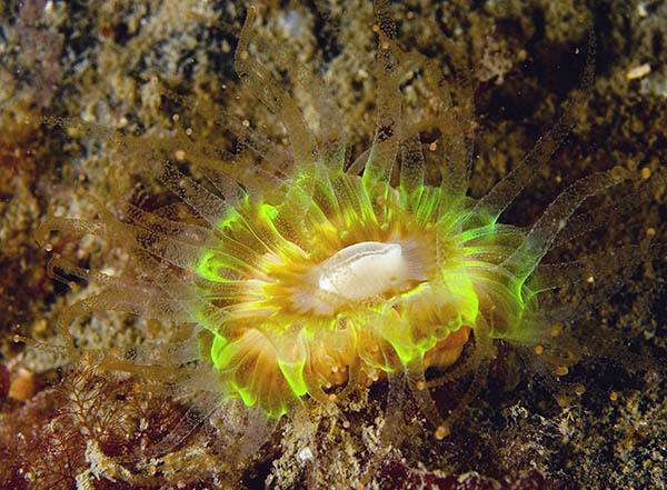 Caryophyllia smithii