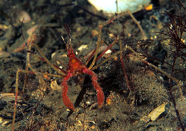 Macropodia rostrata - Crabs, Lobsters, Shrimps & Prawns etc (Crustacea)