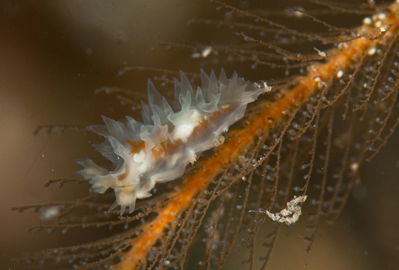Lomanotus marmoratus - Sea Slugs & Sea Hares (Nudibranchs etc)