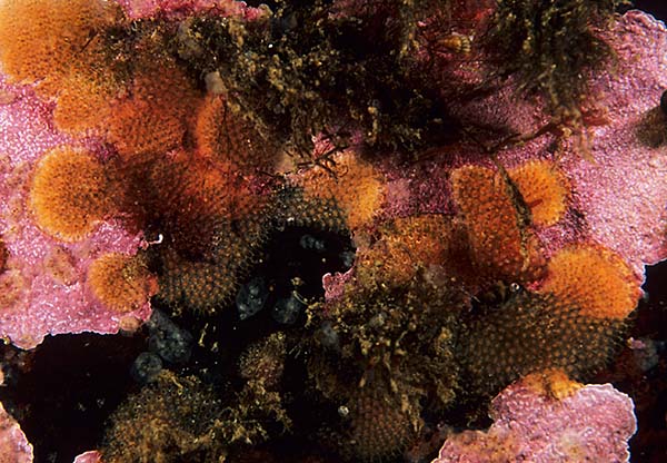 Escharoides coccinea - Sea Mats (Bryozoa)