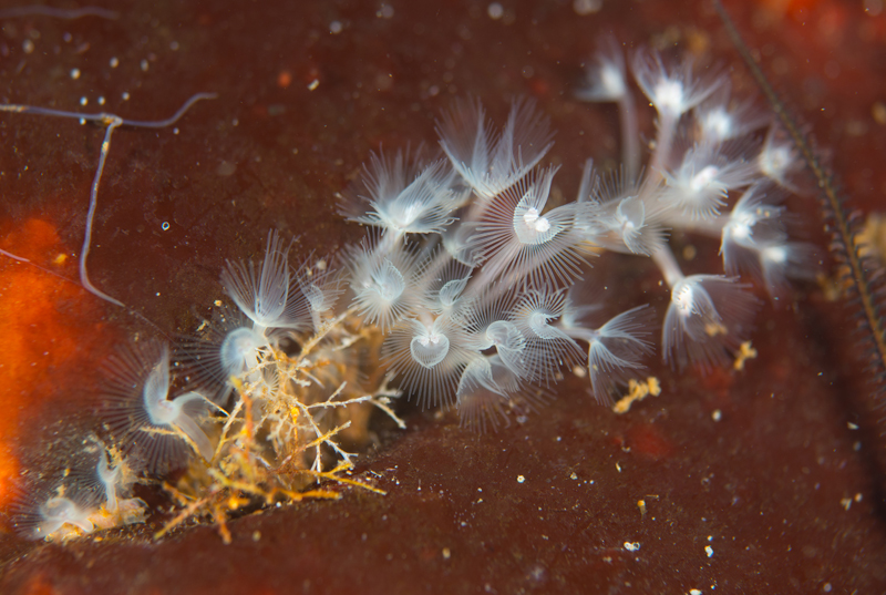 Phoronis hippocrepia - Worms (from various groups)