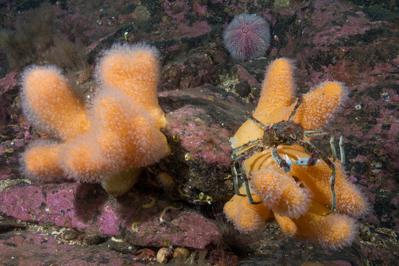 Scottish sea loch - Habitat Scenes