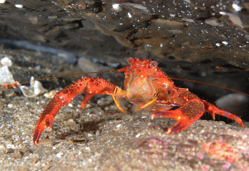 Galathea strigosa - Crabs, Lobsters, Shrimps & Prawns etc (Crustacea)