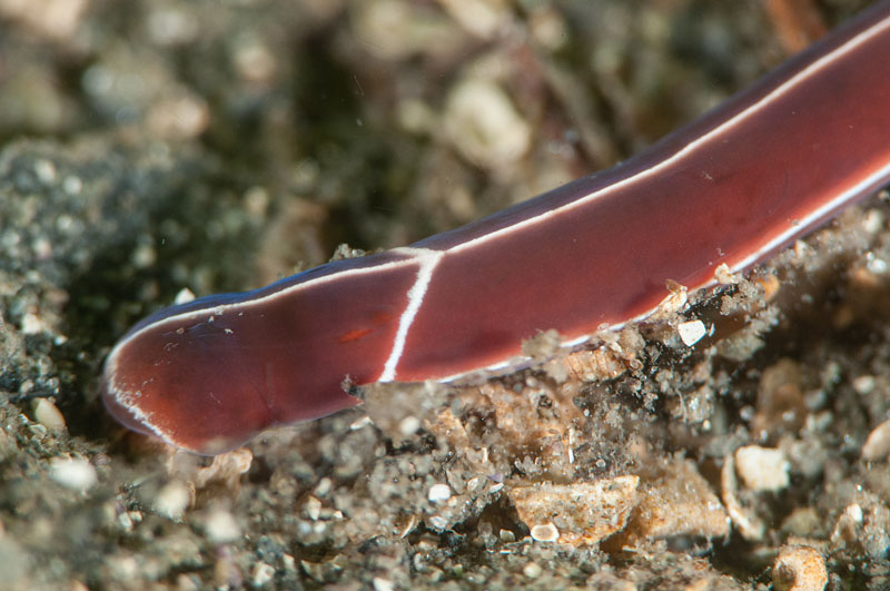 Tubulanus annulatus - Worms (from various groups)
