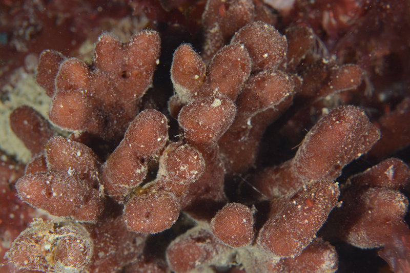 Raspailia ramosa - Sponges (Porifera)