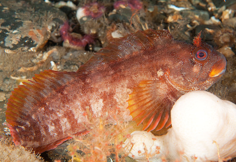 Parablennius gattorugine - Fishes – bony and cartilagous (Pisces)