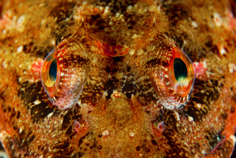 Myoxocephalus scorpius eyes detail - Fishes – bony and cartilagous (Pisces)