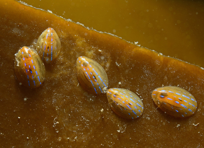 Patella pellucida - Sea Snails, Bivalves & Lamp Shells (Mollusca etc)