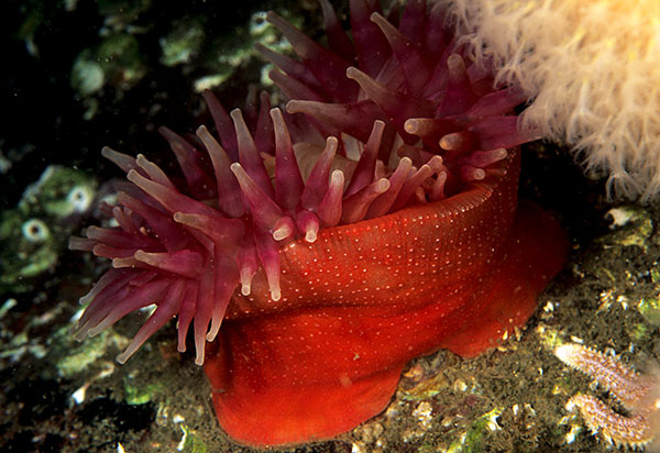 Urticina eques - Anemones (Anthozoa)