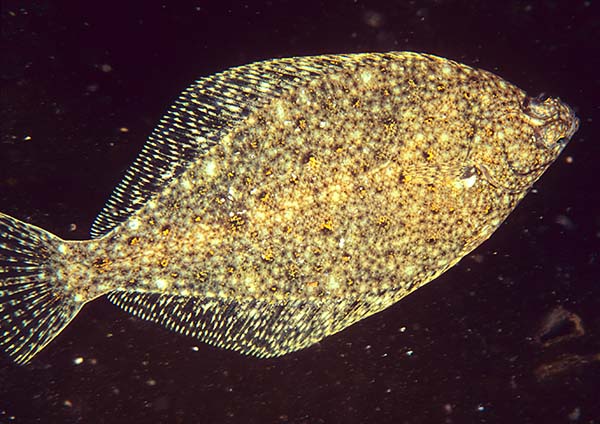 Limanda limanda - Fishes – bony and cartilagous (Pisces)