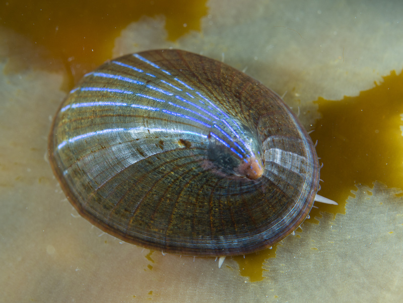 Patella pellucida - Sea Snails, Bivalves & Lamp Shells (Mollusca etc)