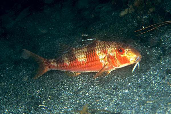 Mullus surmuletus - Fishes – bony and cartilagous (Pisces)