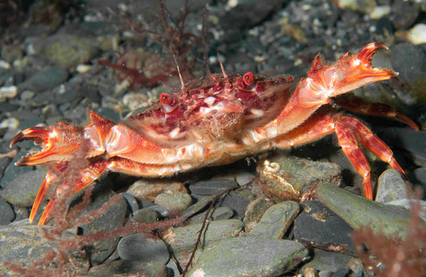 Liocarcinus corrugatus