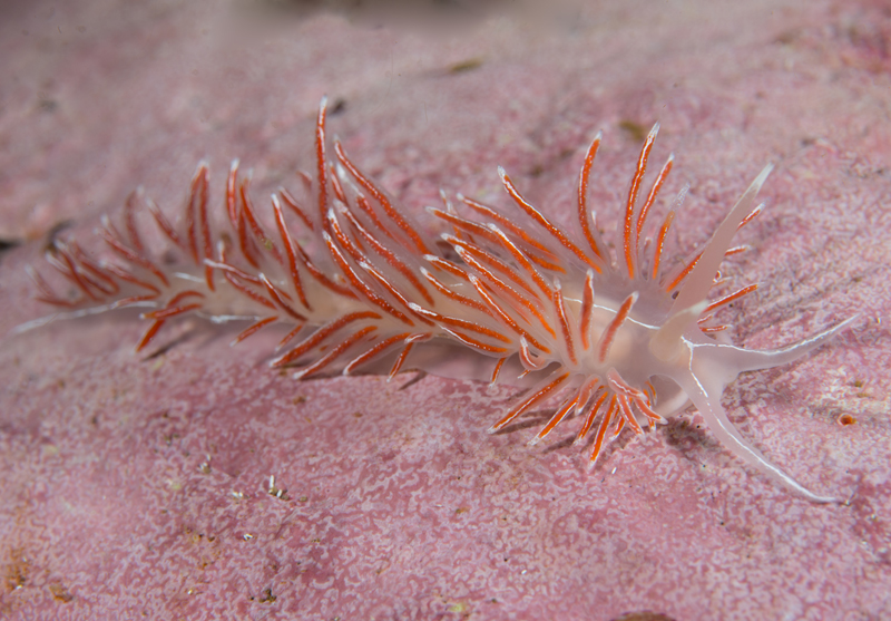 Fjordia sp. - Sea Slugs & Sea Hares (Nudibranchs etc)