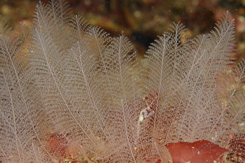 Kirchenpaueria similis TBC - Sea Firs (Hydrozoa)