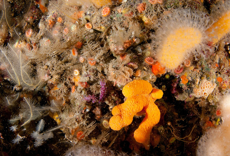Marine wall with hydriods and bryzoans attracts sea slugs 2 - Habitat Scenes