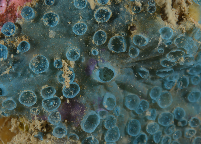 Hymedesmia paupertas - Sponges (Porifera)