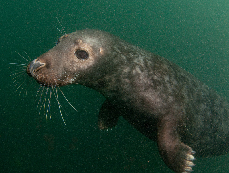 Grey Seal - Halichoerus grypus - Grey Seals