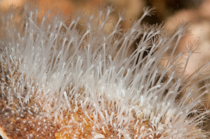 Hydractinia echinata - Sea Firs (Hydrozoa)