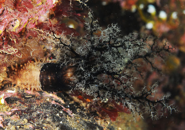Aslia lefevrei - Sea Cucumbers (Echinodermata)