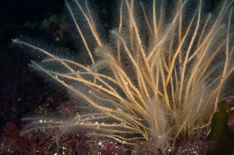 Nemertesia ramosa - Sea Firs (Hydrozoa)