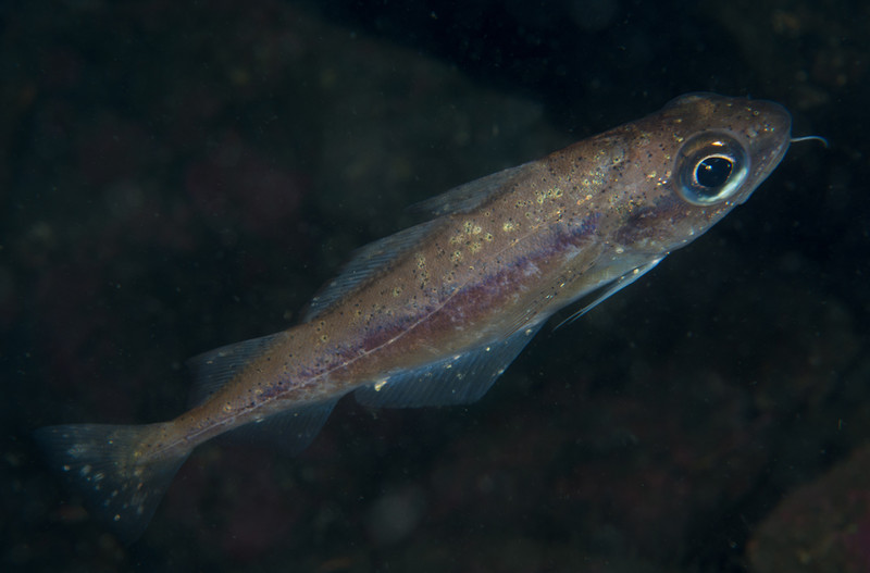 Trisopterus minutus - Fishes – bony and cartilagous (Pisces)