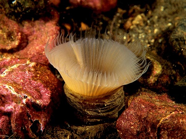 Myxicola infundibulum - Worms (from various groups)