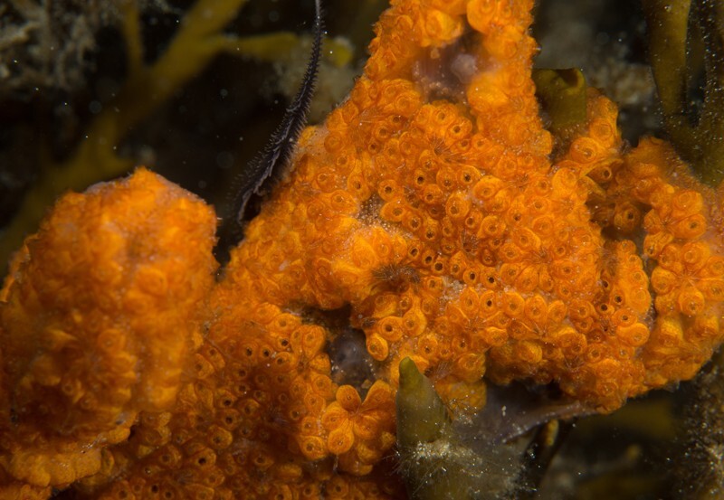 Botryllus schlosseri - Sea Squirts (Tunicata)