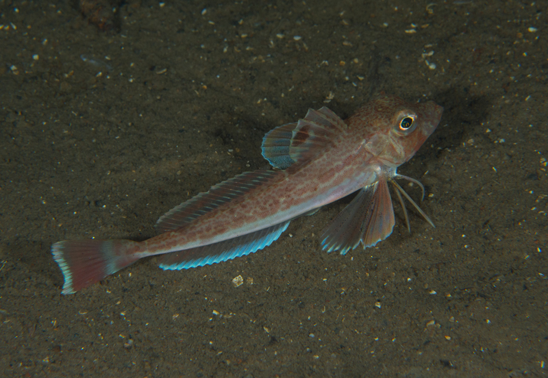 Eutrigla gurnardus - Fishes – bony and cartilagous (Pisces)