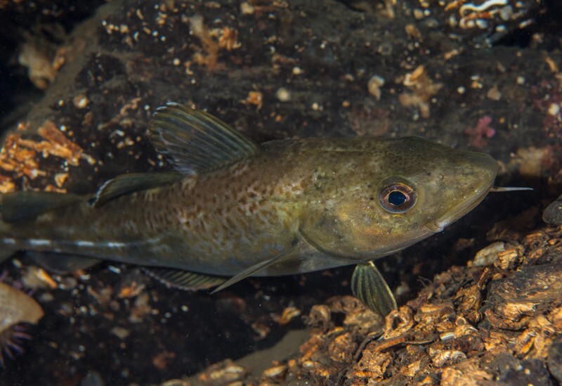 Gadus morhua - Fishes – bony and cartilagous (Pisces)