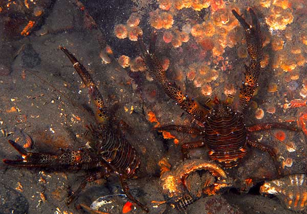 Galathea squamifera - Crabs, Lobsters, Shrimps & Prawns etc (Crustacea)