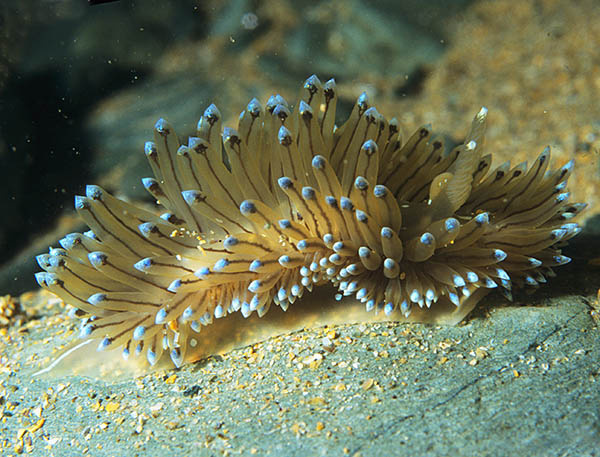Antiopella cristata - Sea Slugs & Sea Hares (Nudibranchs etc)