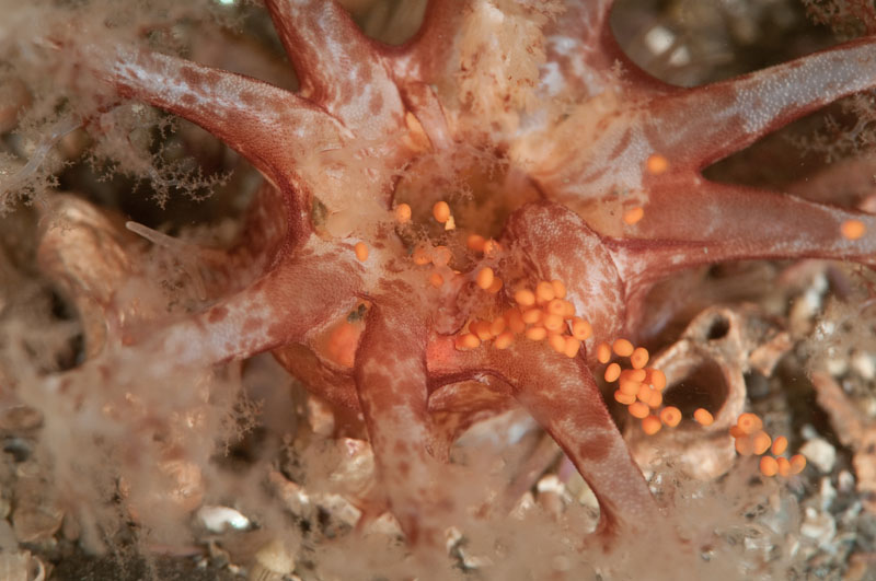 Thyonidium drummondii discharging 'eggs' (spawning) - Behaviour observations