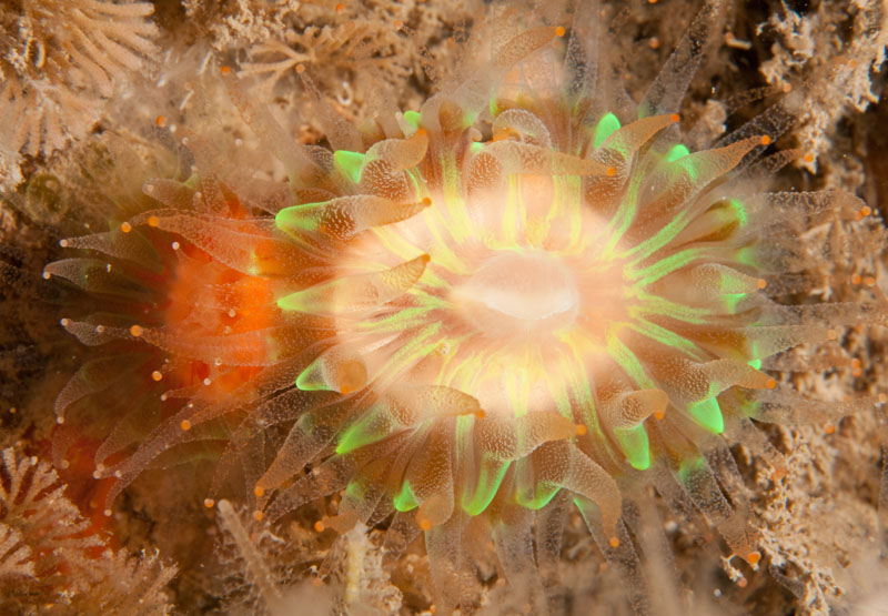 Caryophyllia smithii - Corals (Anthozoa)