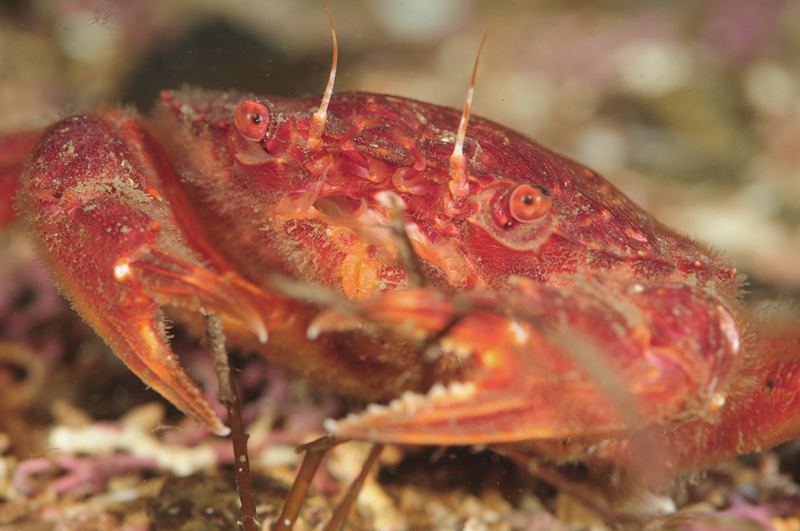 Liocarcinus corrugatus - Crabs, Lobsters, Shrimps & Prawns etc (Crustacea)