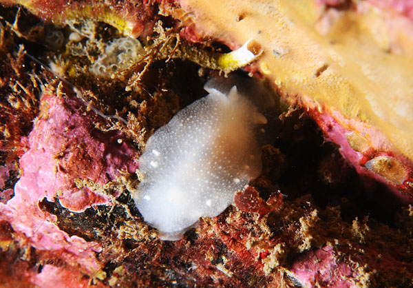 Cadlina laevis - Sea Slugs & Sea Hares (Nudibranchs etc)