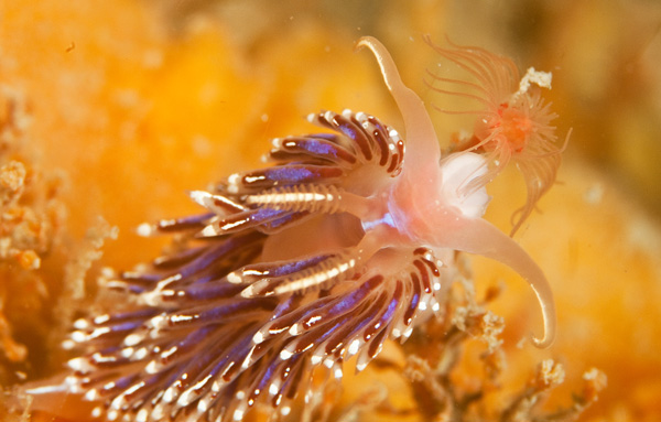 Facelina auriculata - Sea Slugs & Sea Hares (Nudibranchs etc)