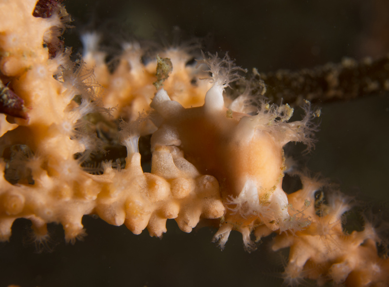 Duvaucelia odhneri - Sea Slugs & Sea Hares (Nudibranchs etc)