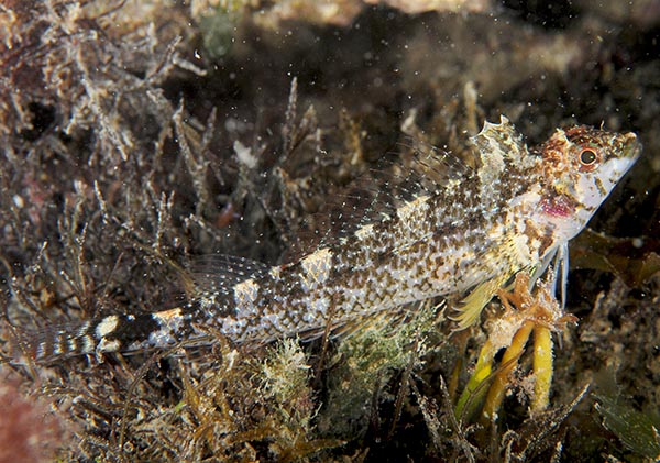 Tripterygion delaisi female - Fishes – bony and cartilagous (Pisces)