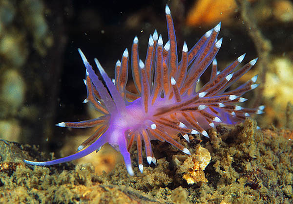 Edmundsella pedata - Sea Slugs & Sea Hares (Nudibranchs etc)