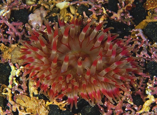 Urticina felina - Anemones (Anthozoa)