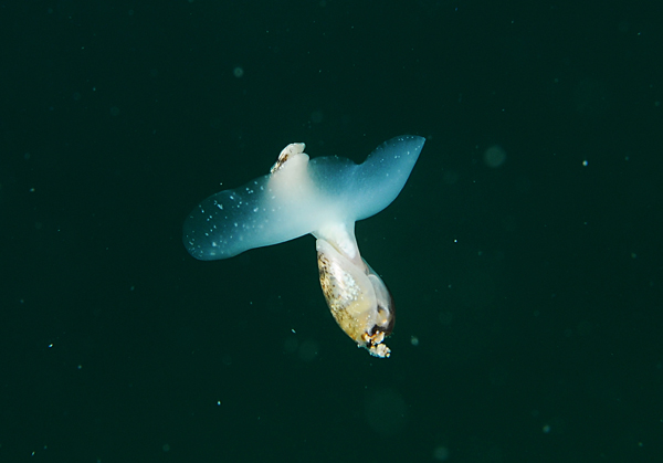 Akera bullata - Sea Snails, Bivalves & Lamp Shells (Mollusca etc)