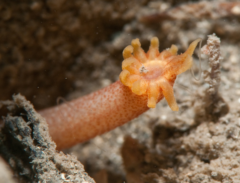 Oestergrenia digitata - Sea Cucumbers (Echinodermata)