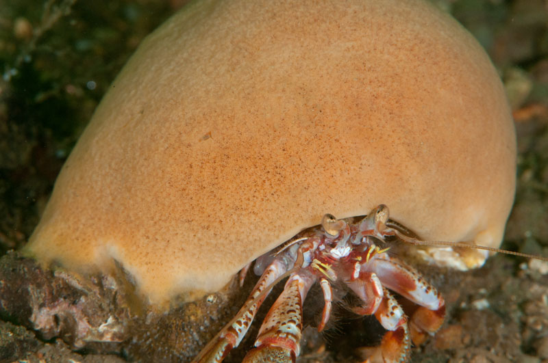 Suberites pagurorum - Sponges (Porifera)
